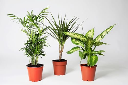 Pack 3 Plantas Naturales de Interior - Mix Plantas Indoor - Distintos Packs de Planta- Planta Natural de decoración - Planta Viva (P-1 : Chamaedorea + Dieffenbachia + Dracaena)