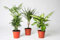 Pack 3 Plantas Naturales de Interior - Mix Plantas Indoor - Distintos Packs de Planta- Planta Natural de decoración - Planta Viva (P-1 : Chamaedorea + Dieffenbachia + Dracaena)