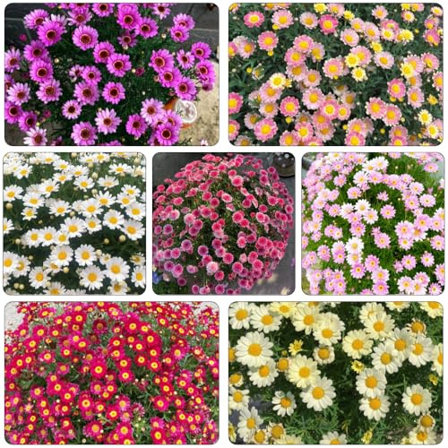 semi di margherita (Argyranthemum frutescens), in vaso estremamente resistenti balcone a primaverile giardino roccioso amanti dell'ombra 500pcs