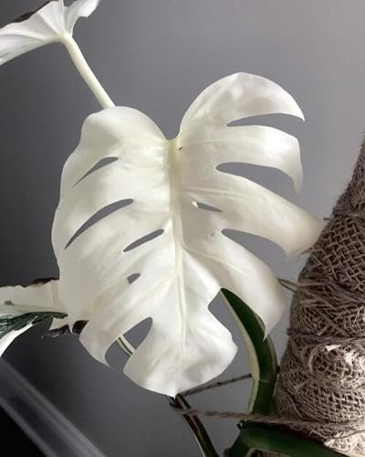 100 semi bianchi di Monstera