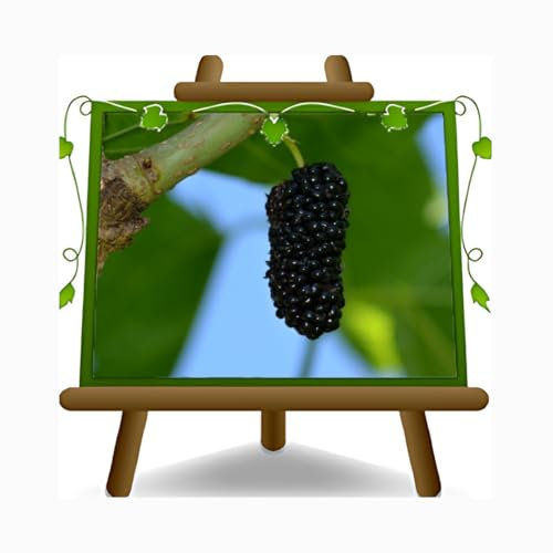 EURO PLANTS VIVAI Mûrier Reine Noire en Pot 26 cm