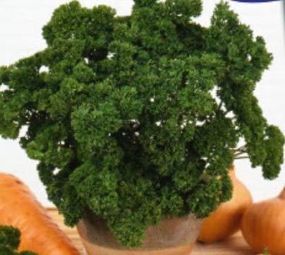 Stk - 40x Petersilie - Petersiliensamen Samen Gemüse Küche Garten Pflanze KS302 - Seeds & Plants Shop by Ipsa