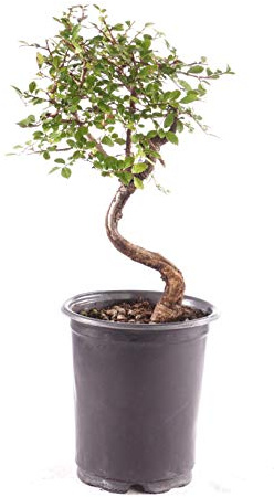 Brussel's Bonsai Live Chinese Elm Outdoor Bonsai Tree 5 Years Old 6-8 Tall in Plastic Grower Pot, Small