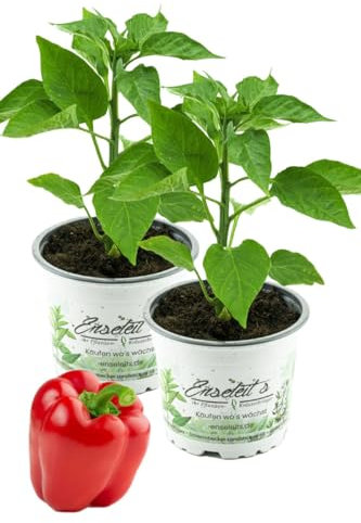 2x Roter Paprika, Paprika Pflanze im 2er Set,2 rote Paprikapflanzen im Topf