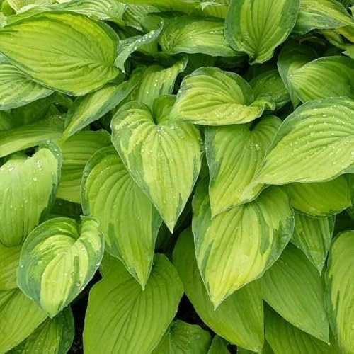 6x Hosta fortunei 'Albopicta' – Godet 9x9cm | Feuilles panachées jaune-vert, rustique