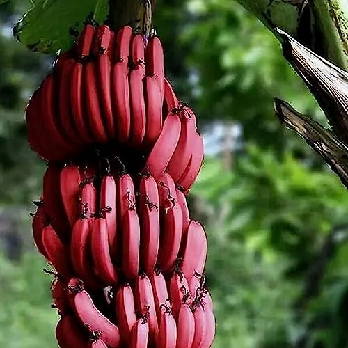100 Teile/beutel Bananensamen Schnelle Keimung Krankheitsresistente Samen Banane Tropische Samen Blume Obstbaum Gemüsesamen Bananensamen