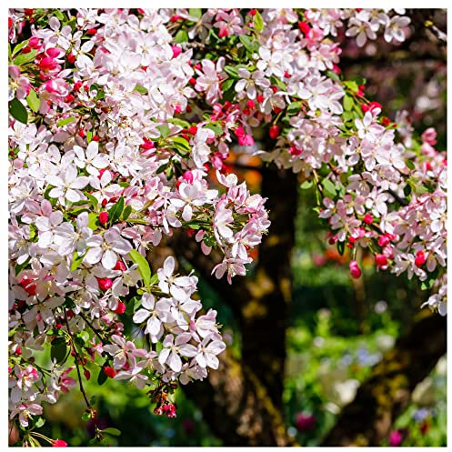 10 Crab Apple Trees 40-60cm Native Malus Hedging,Make Your own Cider & Jelly 3fatpigs®