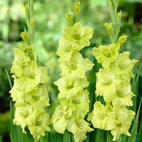 Bulbi di gladioli, I bulbi da sono resistenti bulbi di aconiti invernali 4pcs