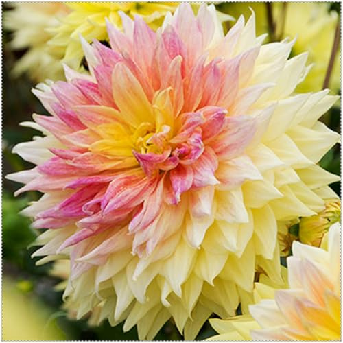 Dahlia – Bulbi di dalia, resistenti al freddo e alla siccità, colori misti, adatti per giardini e terrazzi-6bulbi-A