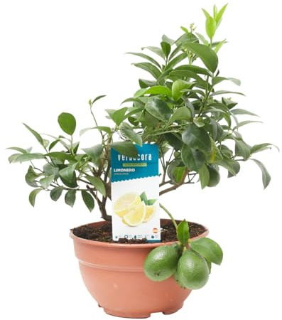 Verdecora Limonero en Maceta Tarrina 5L | Citrus Limon | Árbol Frutal Mediterráneo con Hojas Aromáticas y Frutos Comestibles | Ideal para Jardín, Terraza o Patio