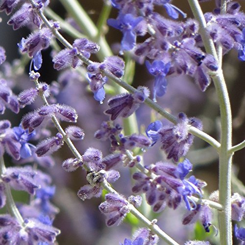 Perovskia Blue Spire Arbusto da giardino fiorito perenne deciduo da esterno in vaso