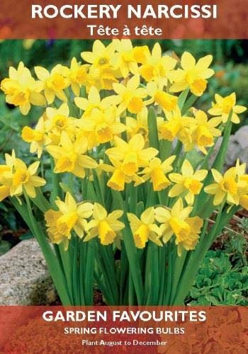 Pack of 6 Daffodil ROCKERY NARCISSI Tete a Tete SPRING FLOWERING Garden BULBS