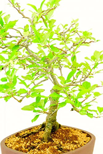 Bonsái Manzano DECOALIVE Árbol Malus con Frutos en Temporada