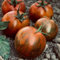 Semillas de Tomate Black Zebra - Tomate Cherry Tradicional Semillas Hortícolas