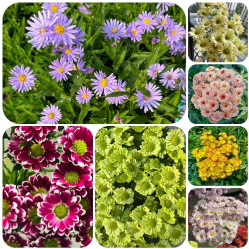 gänseblümchensamen - garten balkon deko zimmerpflanzen 250pcs