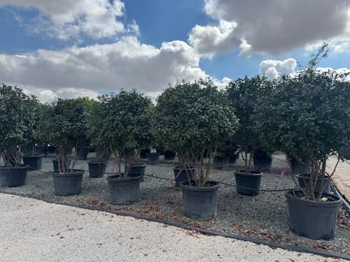 Sunny Tree - Photinia Fraseri Red Robin – Arbre parachute à plusieurs troncs – 220 cm – Persistant, résistant au froid, plante de jardin et en pot haut de gamme