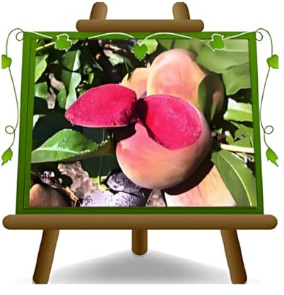 EURO PLANTS VIVAI Pesco Pianta da Frutto Antico di Pesche a Polpa Rossa Sanguinella - Resistente alla Bolla - su Vaso da 24/26 cm - Altezza170-200 cm - Età 4 Anni