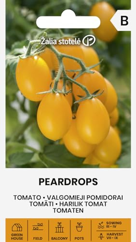 Zalia stotele | Tomates - PEARDROPS Semillas de huerto | Mini-tomates amarillos | Frutos colgantes dulces | Para balcón terraza y macetas colgantes | Semillas de tomate | 1 sobre