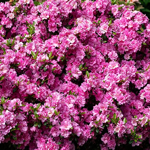 Colourful Garden Shrub Pink Azalea Japonica Evergreen Plant Supplied in 2L Pot