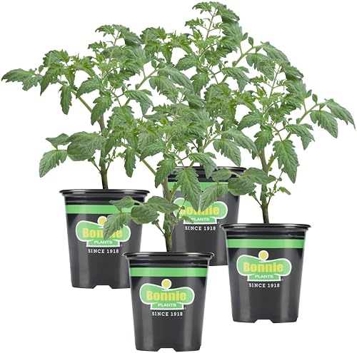 Bonnie Plants Bush Goliath Tomato, Live Plant, 19.3 oz., 4-Pack