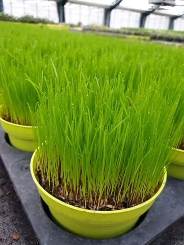 3 x 12cm Topf Ultrasoftgras (weiches Katzengras) vorgezogen