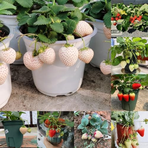 500 piezas Semillas de fresa, semillas de fresa. Comprar árboles frutales, invernadero interior. Plantas de fresas Plantas resistentes para balcones, semillas de variedades antiguas.