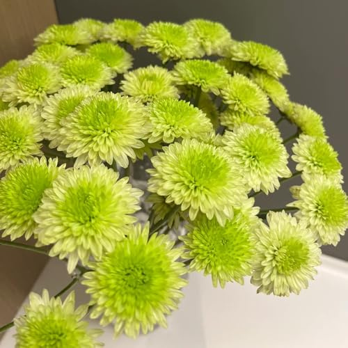 semi di margherita - resistenti giardino balcone, copertura del 300pcs
