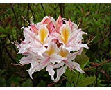 20 Semi Occidental Azalea Rosa Bianco Giallo Arbusto Fiore Rododendro Occidentale