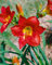 Hemerocallis x cult. 'Christmas Is' ca. 11x11 cm Topf - Taglilie, rote Blüten, Blütezeit Juni-August, ideal für Rabatten, pflegeleicht und winterhart