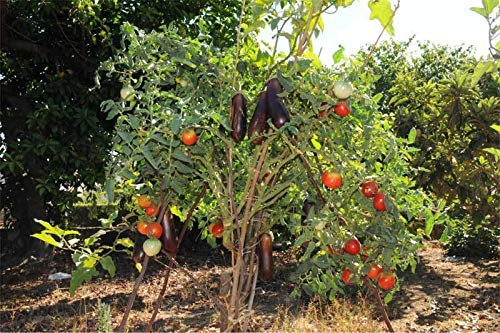 150 Semi Solanum Torvum O Albero di Spedizione Libera Della Melanzana