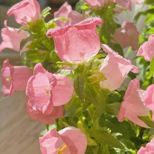 semillas de campanilla, Campánula mediana, jardín de balcón resistentes orgánicas, 400pcs