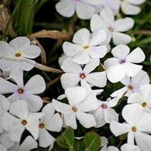 Phlox- Mountain- (Linanthus Grandiflorus) - 200 Seeds : Package Contains Seeds