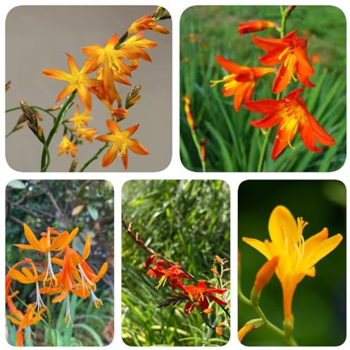 400 pcs Montbretien Winterhart Samen, steingartenpflanzen winterhart Montbretie, Crocosmia crocosmiflora, schmetterlinge züchten, samen winterhart samen blumen, pflanzen winterhart