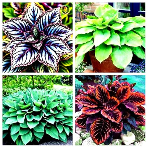 Bulbos perennes de Hosta - fuerte resistencia al frío - crecimiento perenne - buena adaptación al clima español-B-4bulbos
