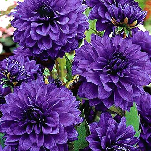 Dahlia Bulbs, Easy Plant, Exotic, Suitable, Easy to Plant, Plant Bulbs, Now UK/Greening Flower/Good for Containers/Natural Organic/Strong Plant, Rare Plants, Excellent Display, 2bulbs-C