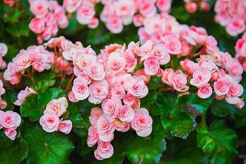 100 graines de fleurs de bégonia roses fraîches et neuves