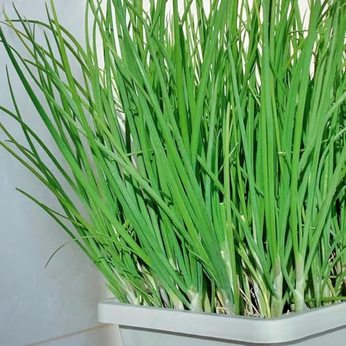 semi di cipollina resistente - balcone rialzati vecchie varietà tappezzante estremamente 150pcs