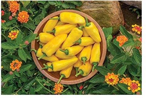 PREMIER SEEDS DIRECT - SWEET PEPPER - LEMON DREAM - 20 FINEST SEEDS