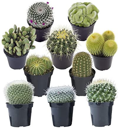 Cactus Naturales DECOALIVE Set de 10 Unidades Diferentes