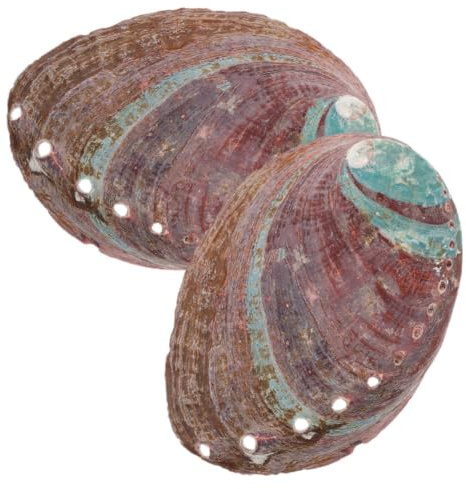 HEMOTON 2 Pièces Support de Brûlage d'herbe en Coquille D'ormeau Marron, Décor Naturel Attrayant et Robuste pour Aquarium, Contenant pour Aromathérapie et Refuge pour Poissons