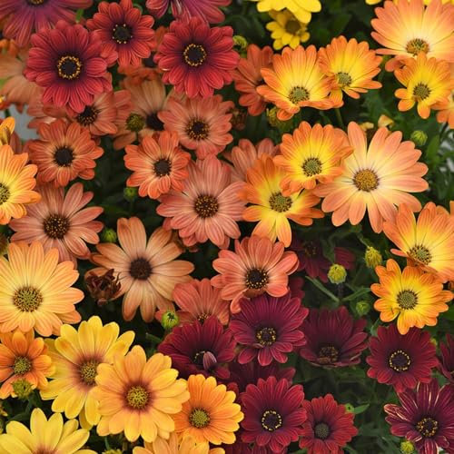 Perfect Plants - Osteospermum Plants Sunset Shades - 6 Pack Bedding Plants - Garden Ready Plants