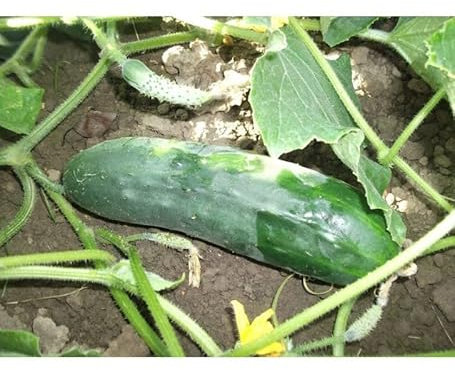 Sachet de graines de Concombre Raider hybride F1-0,2 g - légume fruit - LES GRAINES BOCQUET