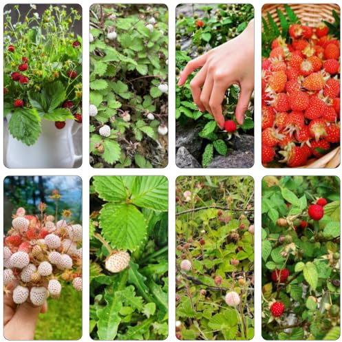 semi fragole selvatiche - perenne resistenti jardín bonsái 350pcs