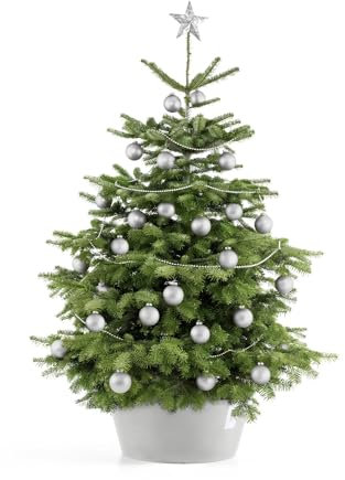 Ecopots Christbaumständer mit Wasserspeicher für Bäume bis 3,00 m Baumhöhe umkippsicher - Tannenbaumständer Helllgrau aus Recycling Kunststoff Ø 50 cm rund groß - Weihnachtsbaumständer Weihnachtsbaum