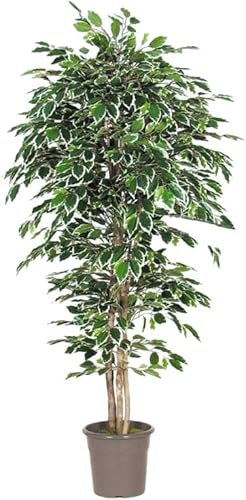 artplants.de Plastic Ficus Benjamina Levanta, green-white, 150cm