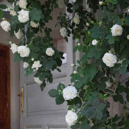 semillas de Rosales trepadores - rosa trepadora Balcón parterre de jardín interior semillas silvestres interior exóticas Decoraciones jardín 150pcs