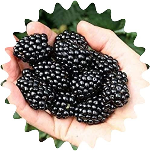 Riesen Brombeeren / ca. 50 Samen / hoher Vitamingehalt / Kalorienarm