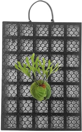 Sghtil Support pour Fougère Platycerium | Panneau de support mural pour Platycerium | Montage pour orchidées pour bureaux maison balcon intérieur et extérieur