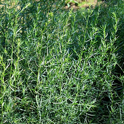 semillas de estragón resistentes jardines de rocas jardín extraño silvestres cultivo jardín resistentes semillas productos 200pcs