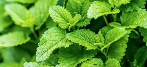 1000 Seeds of Lemon Balm Melissa officinalis